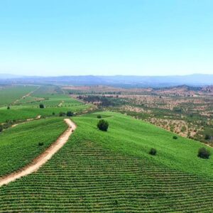 Transfer de Santiago al Valle de Colchagua Chile con viñedos y paisaje vitivinícola.