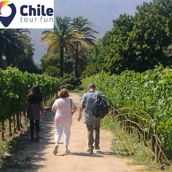 Ruta del Vino en Chile