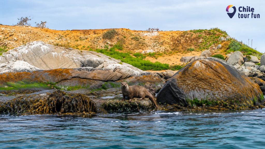 Chungungo en las rocas de Isla Pingüinos de Cachagua durante una navegación por la costa de Chile