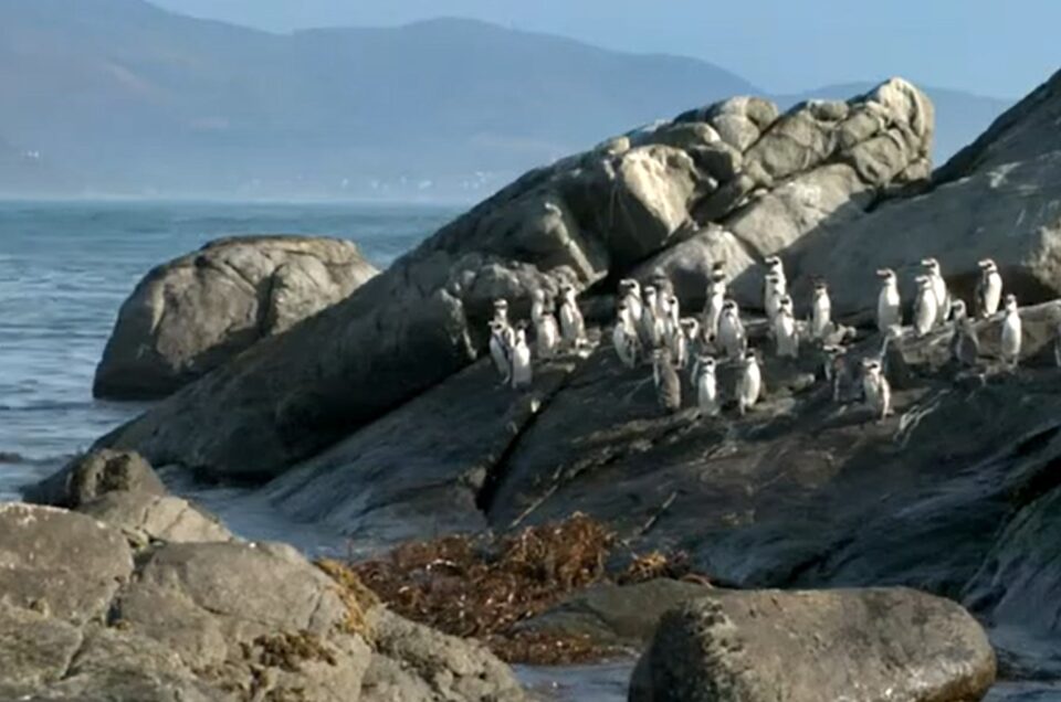 Isla Pingüinos de Cachagua desde Santiago: una experiencia privada frente a la costa central de Chile