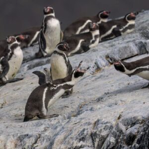 Isla Pingüinos Cachagua Chile con colonia de pingüinos de Humboldt sobre rocas costeras