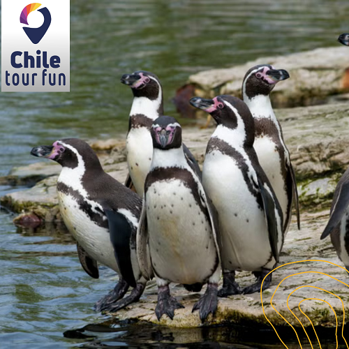 Isla Pingüinos Cachagua Zapallar Chile