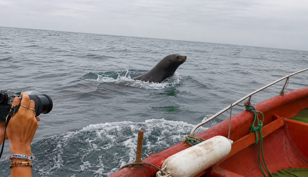 León marino junto al bote durante la navegación hacia la Isla de los Pingüinos de Cachagua